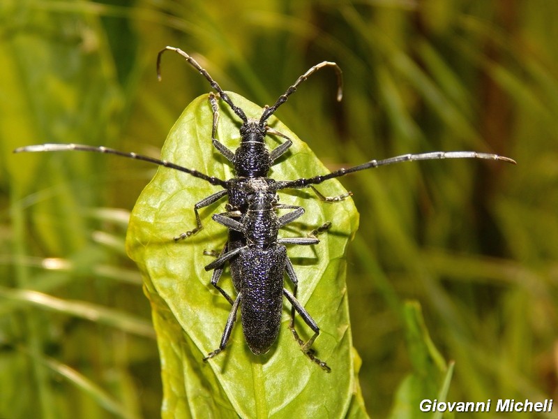 Cerambyx scopolii (Cerambycidae)